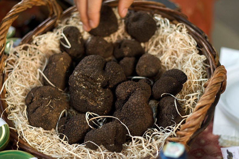 récolte de truffes