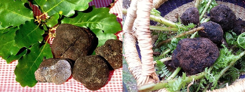 Technologie australienne pour cultiver des truffes à la maison