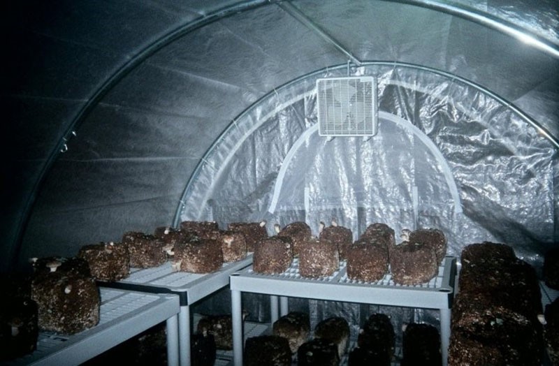 cuarto de cultivo de trufas