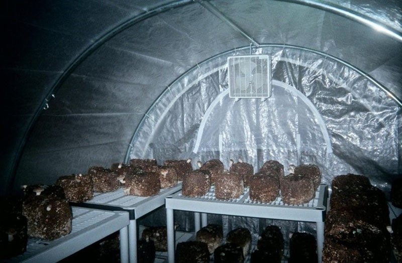 cuarto de cultivo de trufas