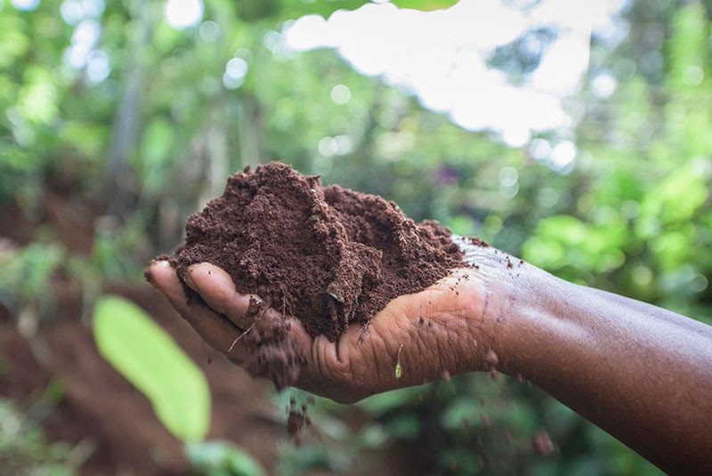 requisitos del suelo para el cultivo de trufas