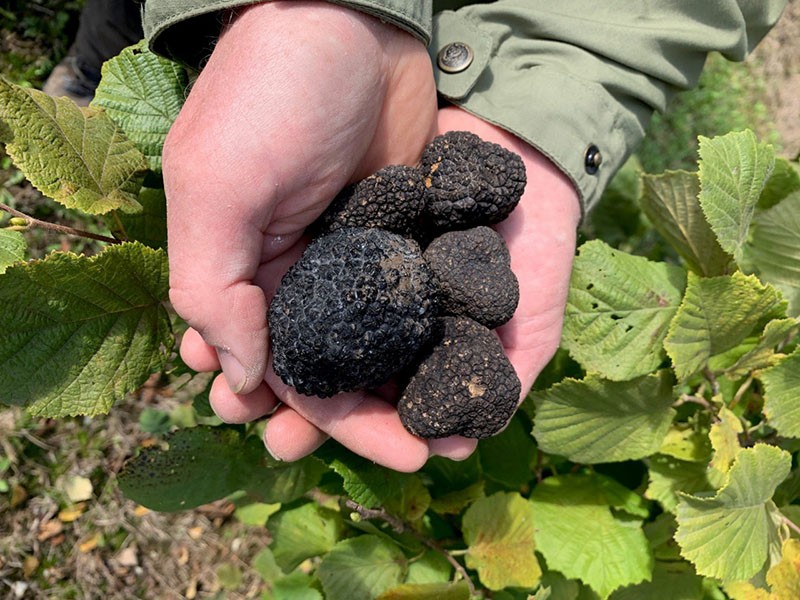 cueillir des truffes