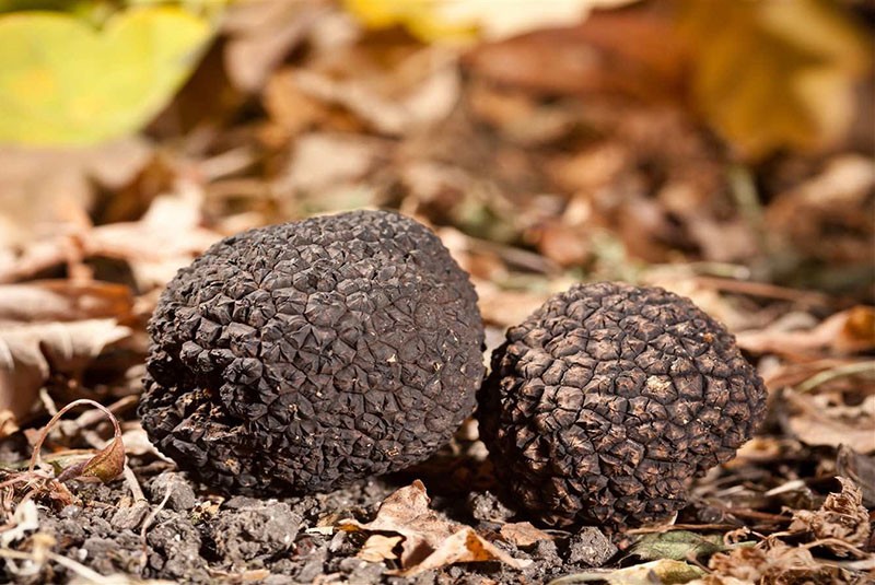 truffe dans la nature