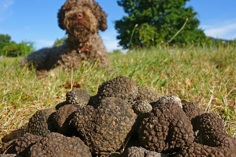 el perro encontró las setas