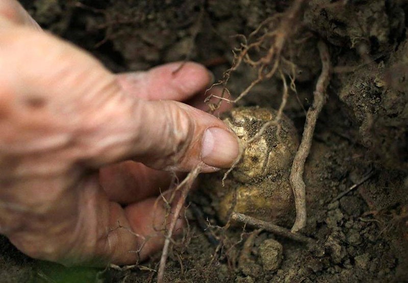 cultivo de trufas debajo de las raíces