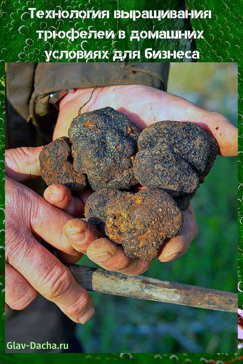technologie pour cultiver des truffes à la maison