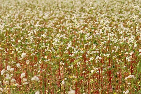 fleurs de sarrasin