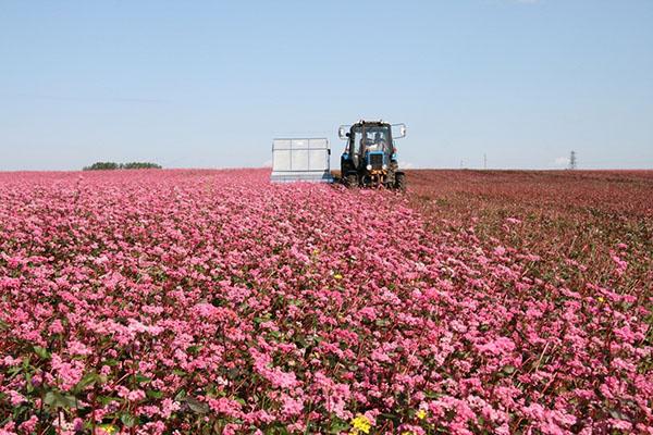 tecnología de cultivo de trigo sarraceno