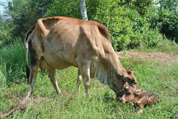 vaca con ternero