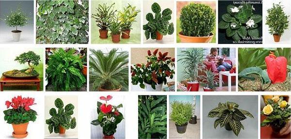 plantas de interior amantes de la sombra
