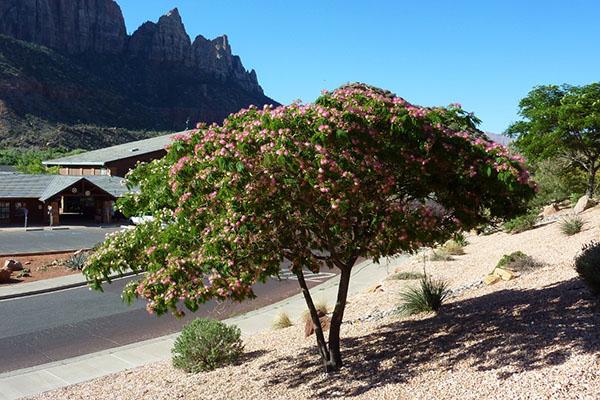 Acacia Lankaran en Europa