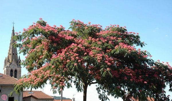 Acacia lankaran en Azerbaiyán