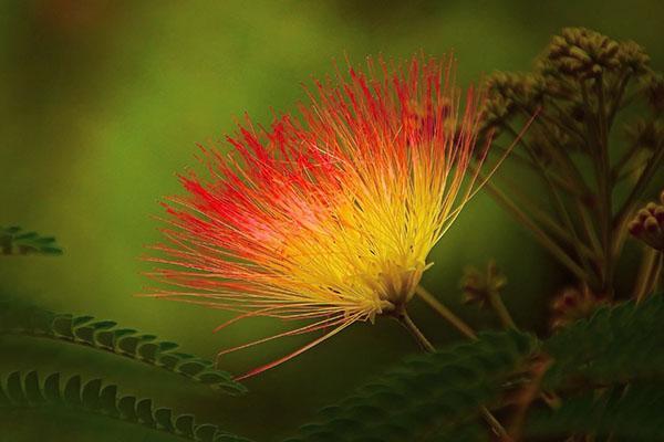 flor de acacia lankaran