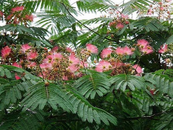 Exuberantes flores de acacia Lankaran