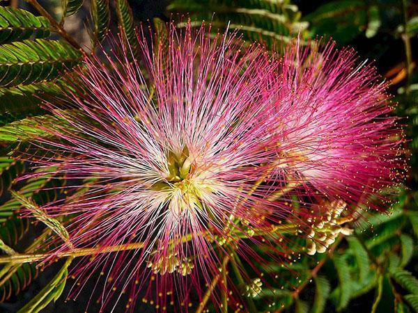 propiedades útiles de la acacia de seda