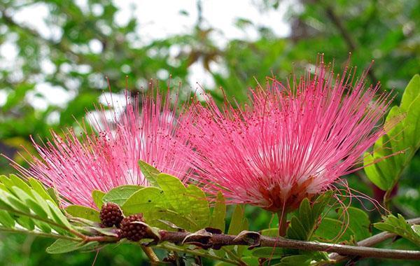 floración inusual de la acacia Lankaran