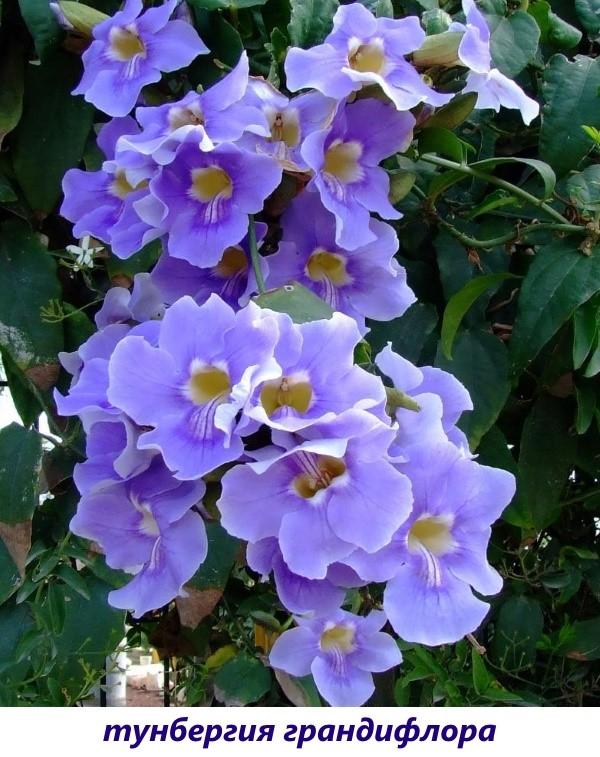 Thunbergia grandiflora