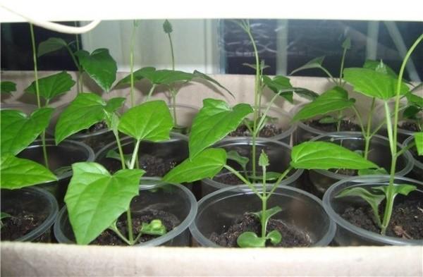 cultivo de plántulas de tunbergia