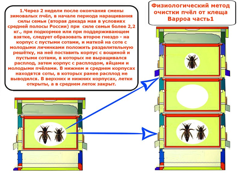 limpiar las abejas de los ácaros