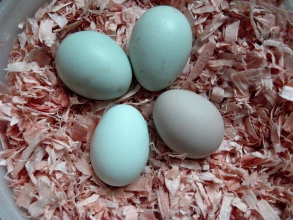 oeufs bleus