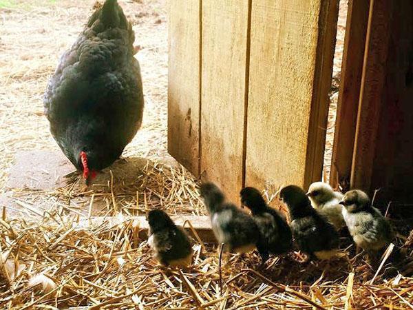 poulet avec poussins
