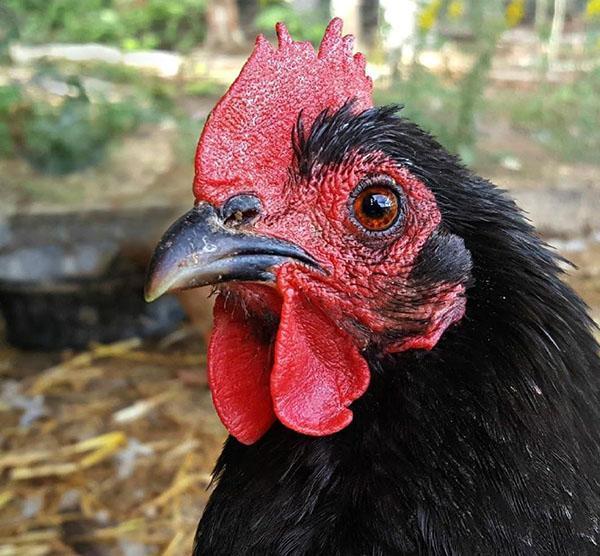 le poulet a une bonne ouïe