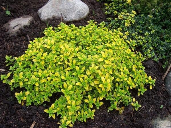 thym citron