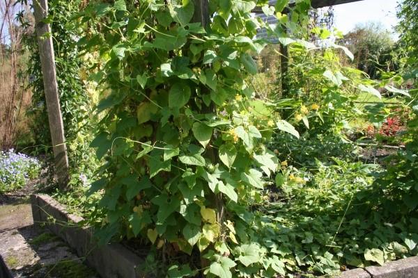 tladiant en el jardín