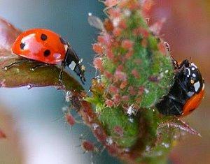 les coccinelles mangent des pucerons