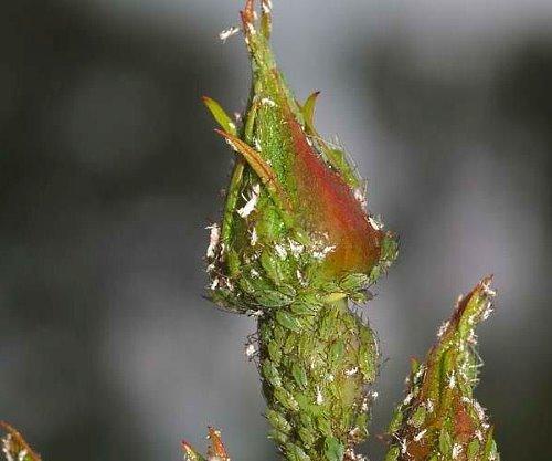 puceron sur un bouton de rose