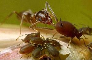 hormigas beben leche de pulgón