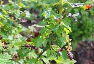 Arbusto de grosella afectado por pulgón rojo - foto