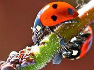 Foto: las mariquitas comen pulgones con grosellas