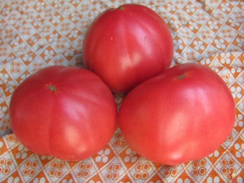 variété de tomates de sélection sibérienne