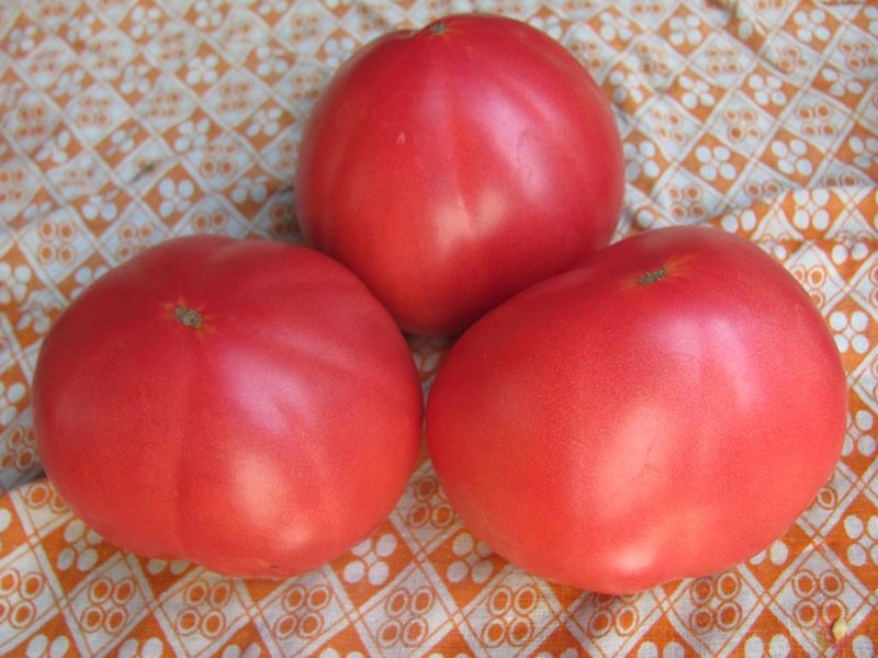 variedad de tomates de selección siberiana