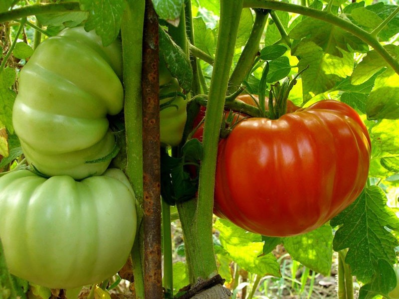 tomate de frutos grandes