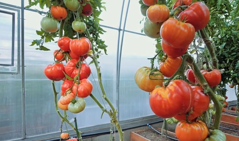 El secreto de la abuela de tomate de alto rendimiento