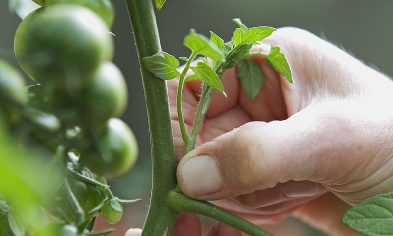 pellizcando tomate