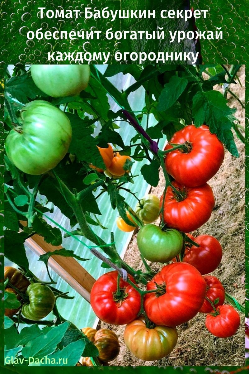 Le secret de mamie tomate