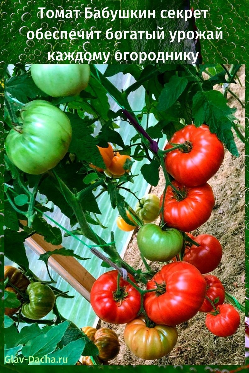 El secreto de la abuela del tomate
