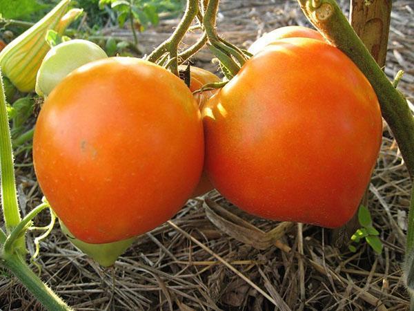 Cœur de bovin de tomate en croissance