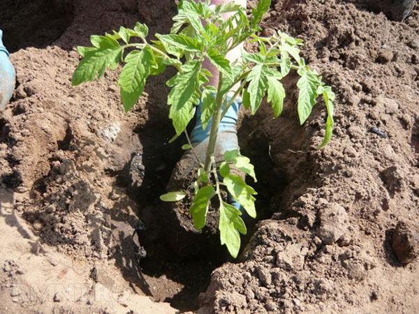 plantar una plántula en campo abierto.