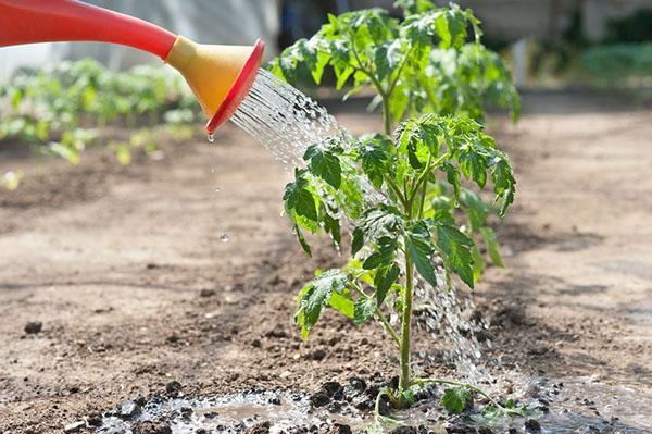 arroser les tomates