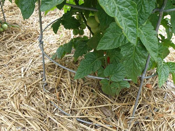 paillage de tomate