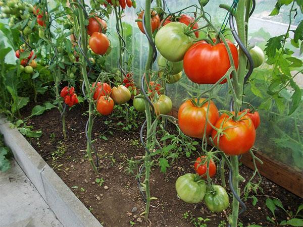 Tomate corazón bovino en invernadero