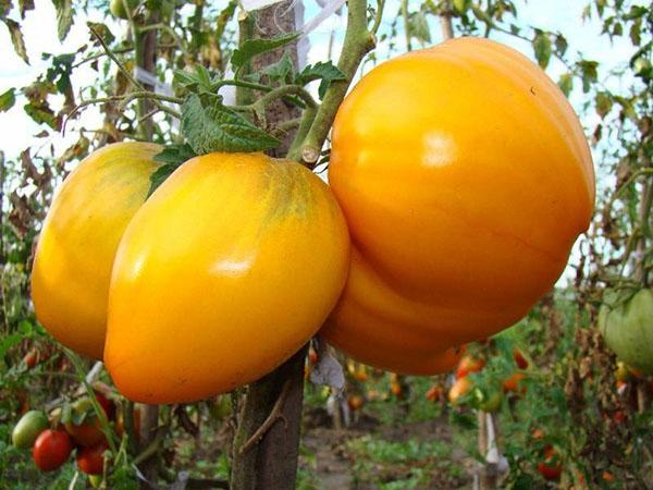 variedad de spas de miel