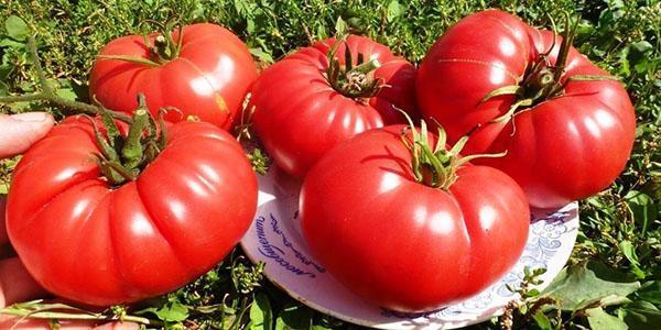 Tomate Corazón bovino