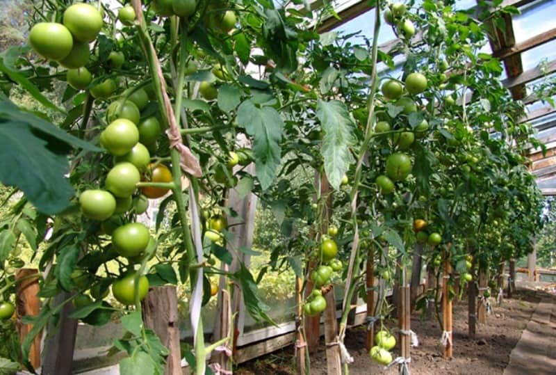 variété de tomates blagovest