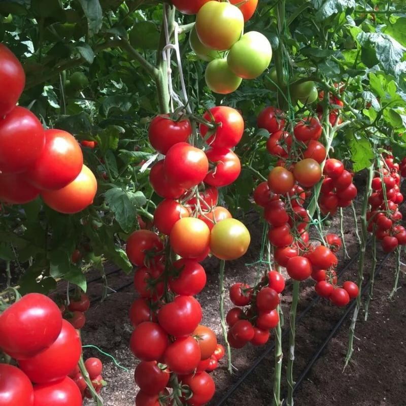 tomate blagovest caractéristiques et description de la variété