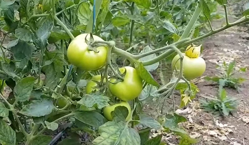faire pousser des tomates en plein champ